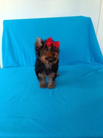 Yorkshire Terrier