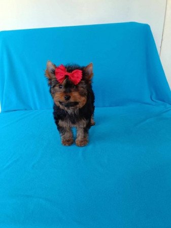 Yorkshire Terrier