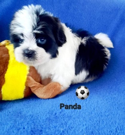 Bichon havanese