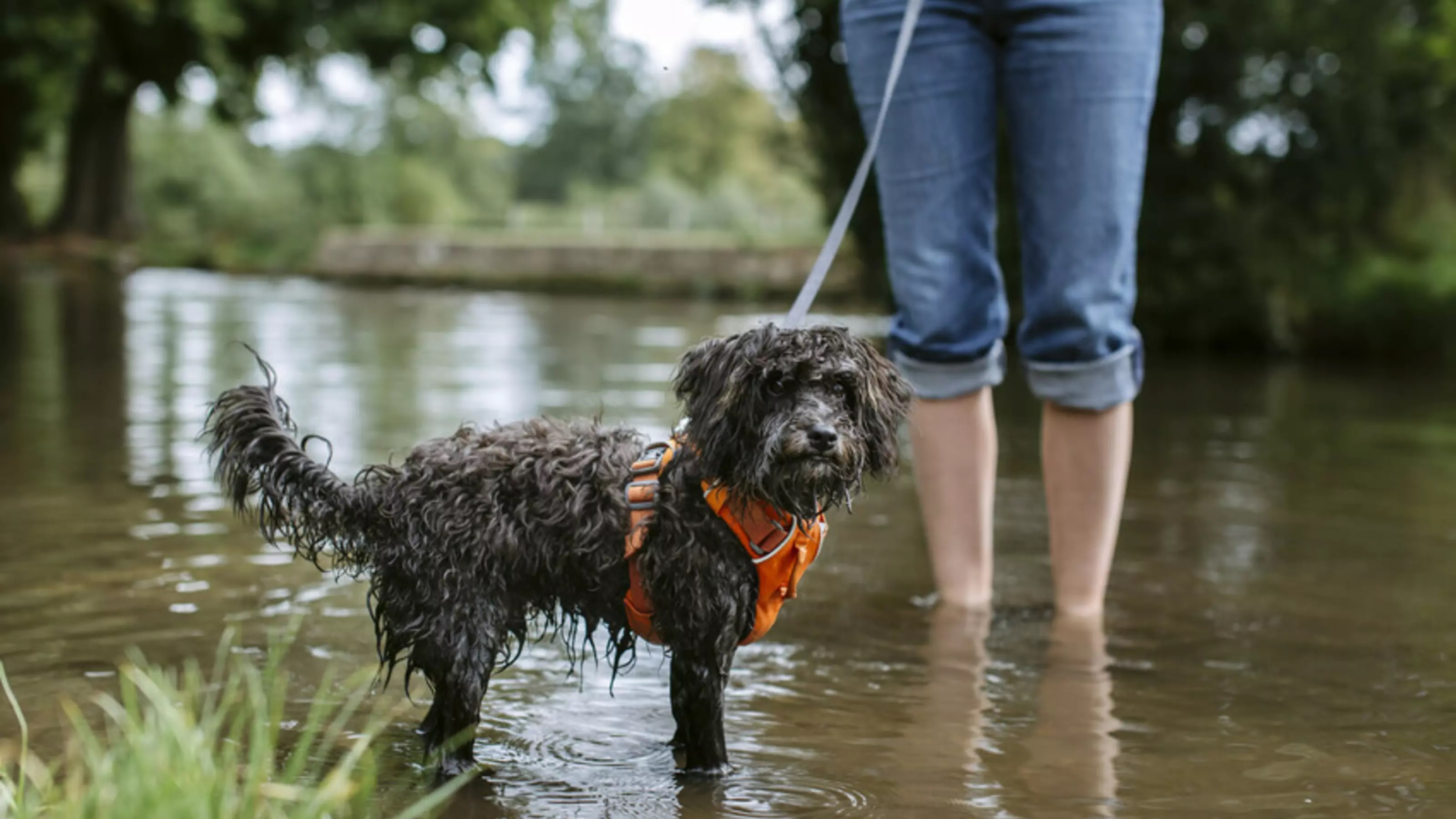 Kék-zöld alga és annak veszélyei a kutyákra