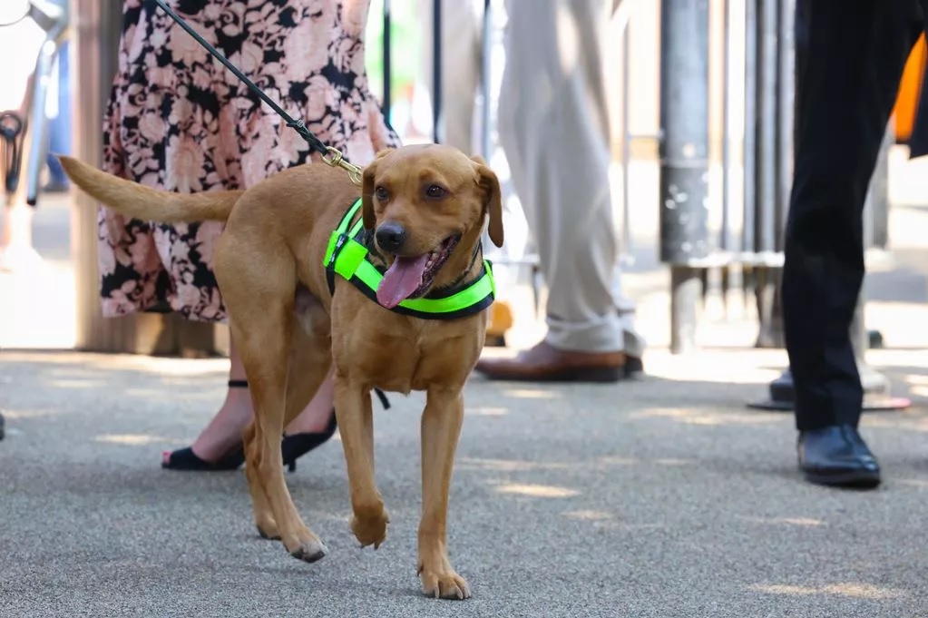 Drogkereső kutyák ellenőrzik a Royal Ascot látogatóit