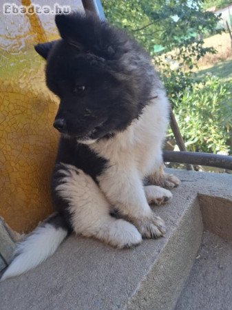 Amerikai Akita