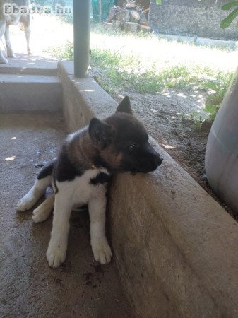 Amerikai Akita