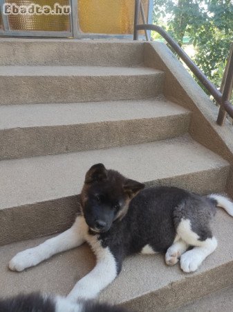 Amerikai Akita