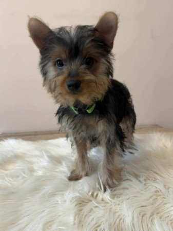 Yorkshire terrier
