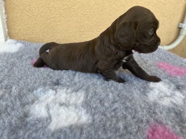 Angol cocker spániel kiskutyák