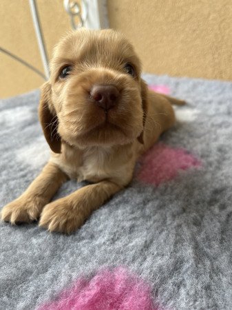 Angol cocker spániel kiskutyák