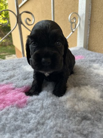 Angol cocker spániel kiskutyák