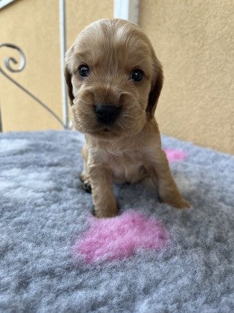 Angol cocker spániel kiskutyák