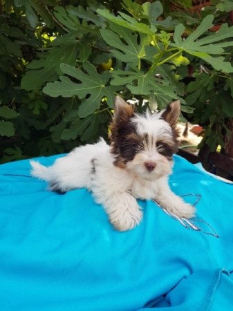 Yorkshire terrier biewer MINI