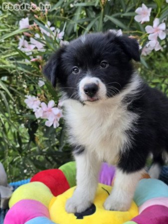 Border Collie kiskutyák költöznének