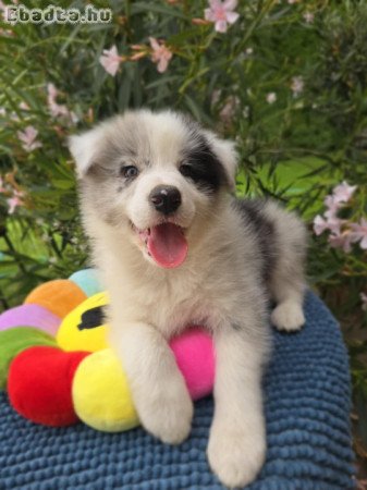 Border Collie kiskutyák költöznének
