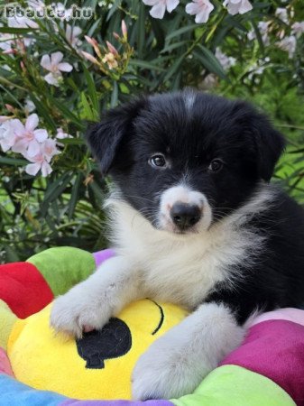 Border Collie kiskutyák költöznének