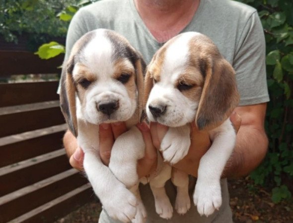 Beagle