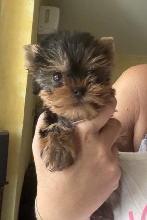 Yorkshire terrier