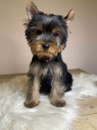 Yorkshire terrier