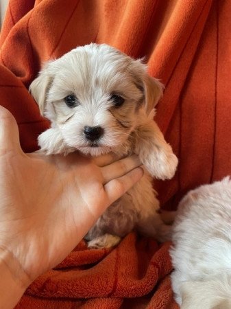 Bichon havanese