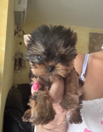 Yorkshire terrier