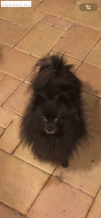 6éves Spitz kan ingyen elvihető