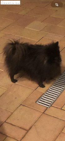 6éves Spitz kan ingyen elvihető