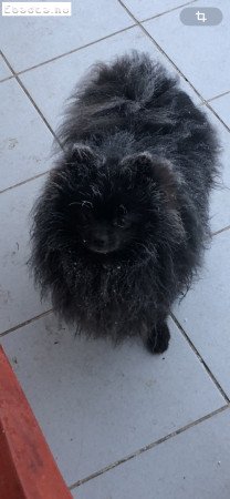 6éves Spitz kan ingyen elvihető