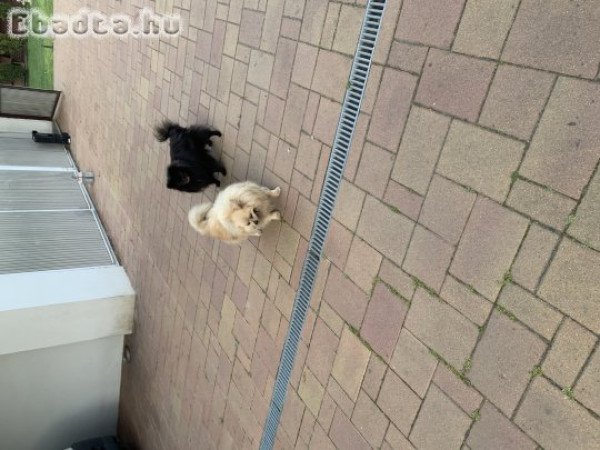 6éves Spitz kan ingyen elvihető