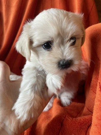 Bichon havanese