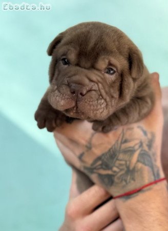 Sharpei kölykök