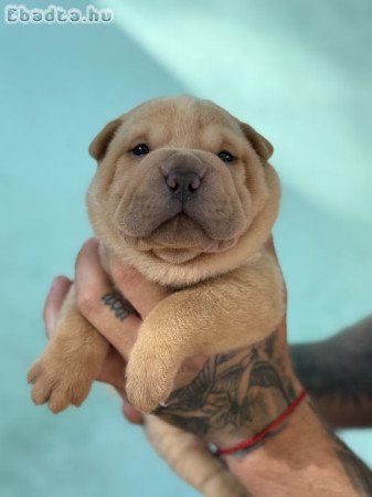 Sharpei kölykök