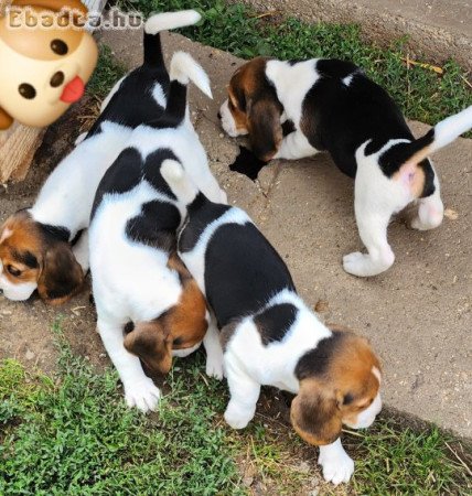 Beagle tricolor kutyusok