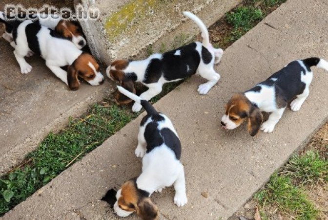 Beagle tricolor kutyusok