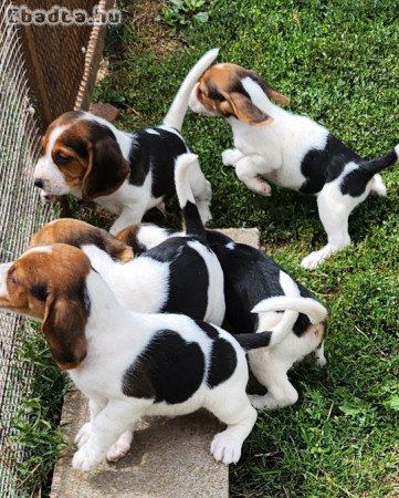 Beagle tricolor kutyusok
