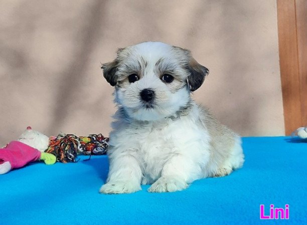 Bichon Havanese