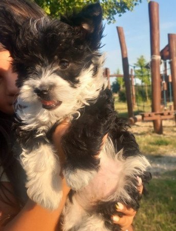 Bichon Havanese