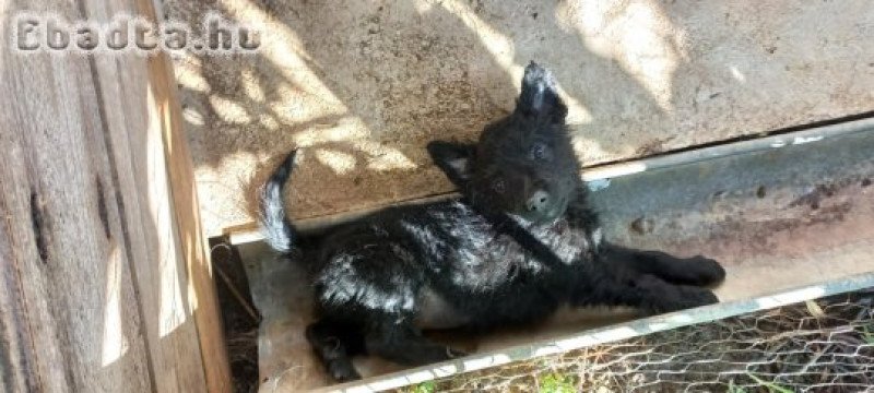 Mudi jellegű kiskutyák költöznének