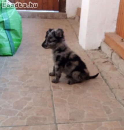 Mudi jellegű kiskutyák költöznének