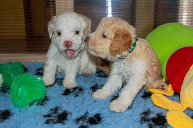 Lagotto Romagnolo