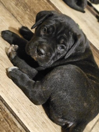 Cane Corso