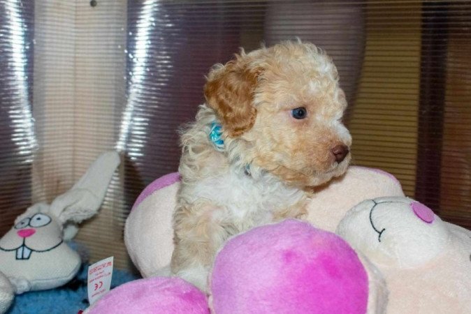 Lagotto Romagnolo