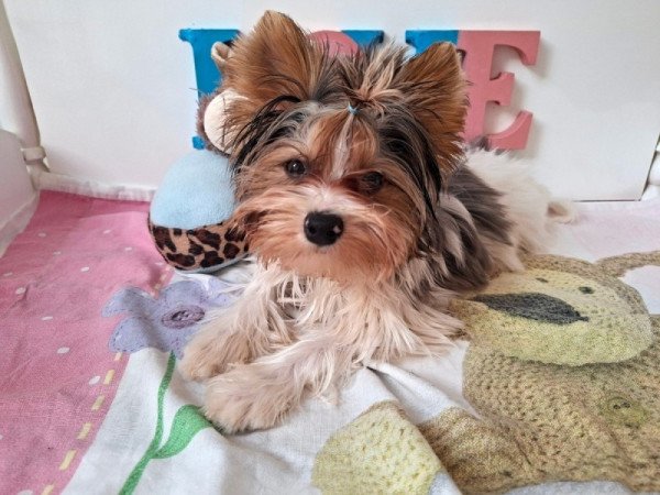 Yorkshire terrier