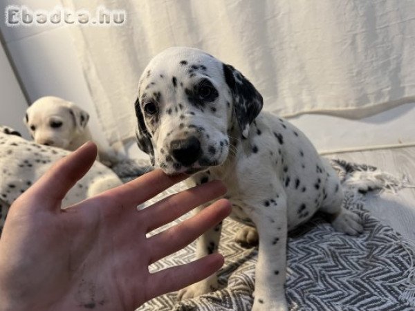 Dalmata kutya kölykök