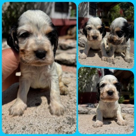 Angol cocker spániel