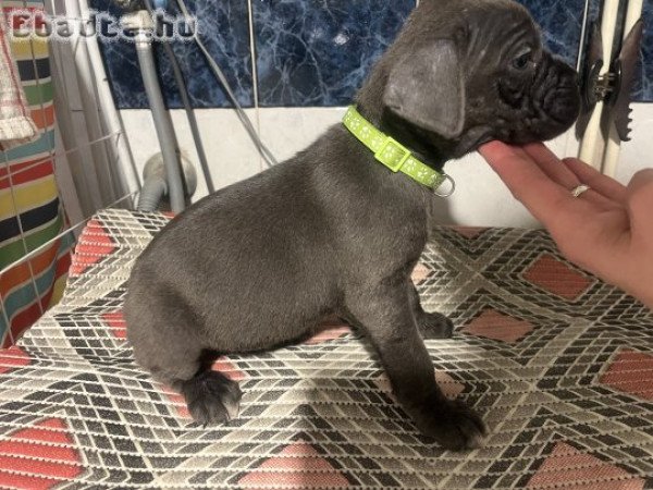 Cane corso kislutyák