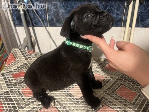 Cane corso kislutyák