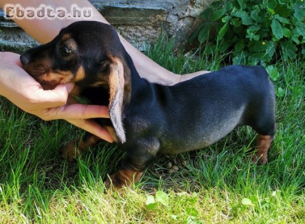 Szálkásszőrű tacskó jellegű kan kölykök