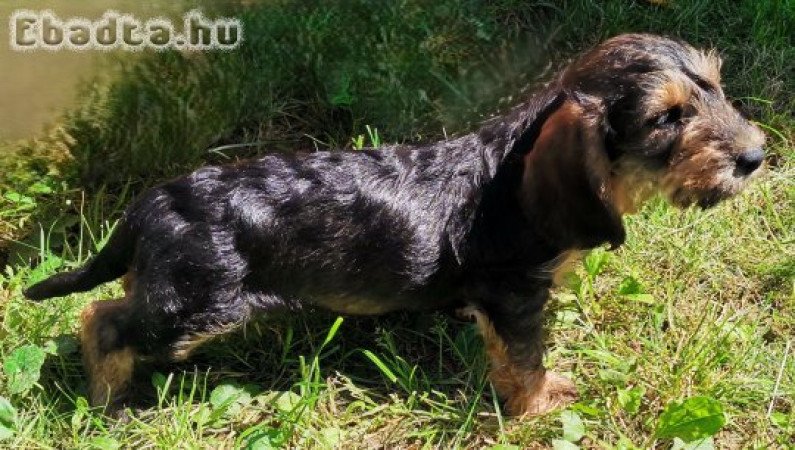 Szálkásszőrű tacskó jellegű kan kölykök