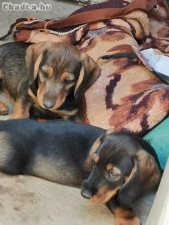 Szálkásszőrű tacskó jellegű kan kölykök