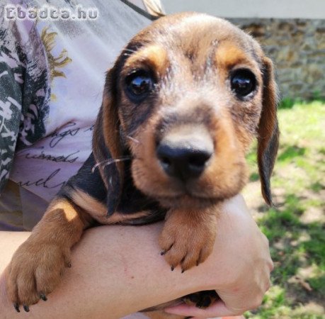 Szálkásszőrű tacskó jellegű kan kölykök