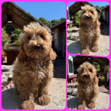 Cockapoo (uszkár&spániel)