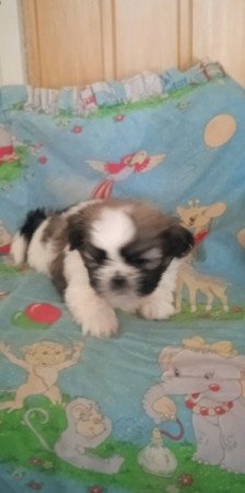 Shih-tzu